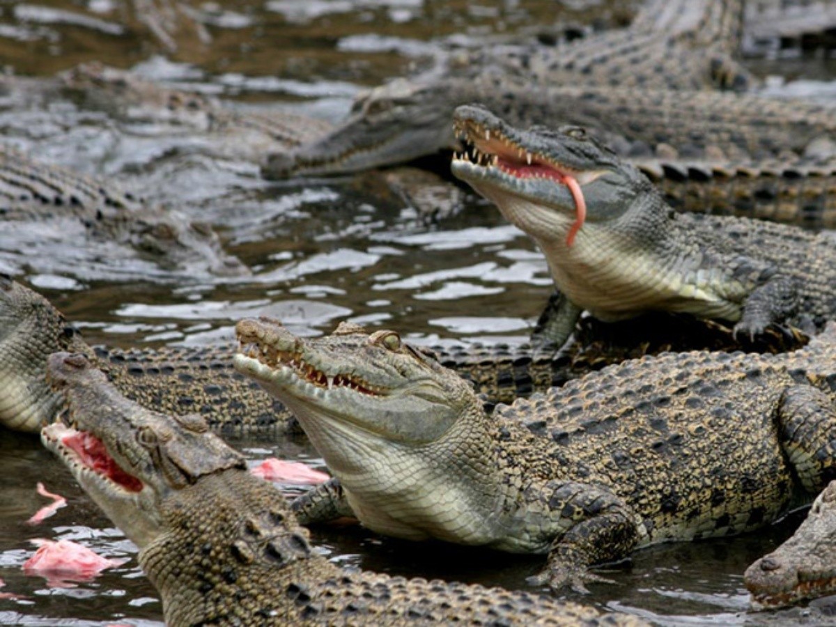 El clima favorece que haya más cocodrilos machos que hembras | El Informador