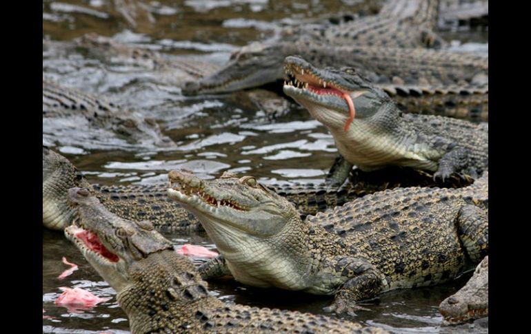 Si se masculiniza la población de cocodrilos la especie podría desaparecer. ESPECIAL  /
