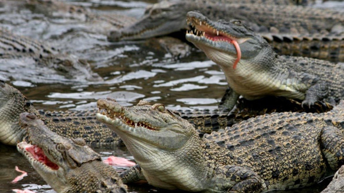 El clima favorece que haya más cocodrilos machos que hembras | El Informador