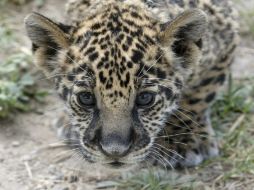 El jaguar habita en el santuario de la Sierra de Vallejo (Área Natural Protegida). A. GARCÍA  /