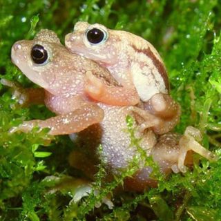 Expedición sin precedentes busca anfibios posiblemente extintos