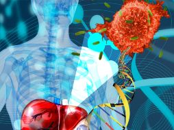 Se descubrió que el cloruro de gadolinio disminuye y modula la función de las células de Kupffer. ID  /