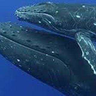 Controlarán comercio de carne de ballena en Corea del Sur