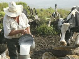 Jalisco es la cuenca productiva de leche más importante del país. ARCHIVO  /