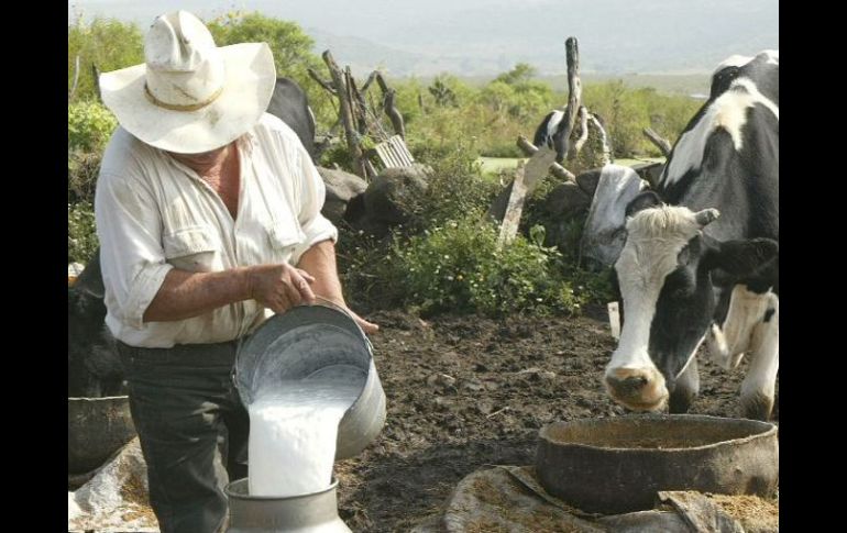 Jalisco es la cuenca productiva de leche más importante del país. ARCHIVO  /