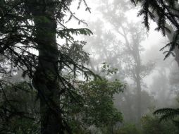 Mediante un foro, la Iglesia Católica pretende impulsar acciones a favor del medio ambiente. ARCHIVO INFORMADOR  /