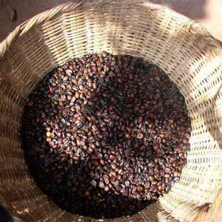 Anuncian plan de renovación de cafetales en Costa Rica