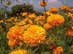 En México vive entre el 60 y 70 por ciento de ese universo de formas de vida conocido. ESPECIAL  /