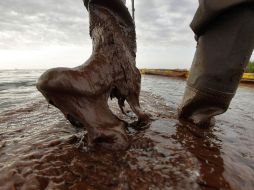 Cuatro estados de la República demandarán a la British Petroleum (BP) por los daños causados por el derrame petrolero. ARCHIVO  /