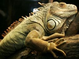 El conductor alcholizado no pudo acreditar la propiedad legal de la iguana. AFP-ARCHIVO  /