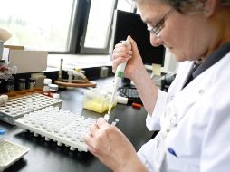 Las bacterias unen sus fuerzas para colonizar una zona o expulsar a los potenciales competidores. AFP  /