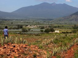 En la imagen de 2008, los montículos aún tenían plantas de agave encima.  S. NÚÑEZ  /