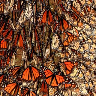 Desciende la migración de mariposas monarcas en México