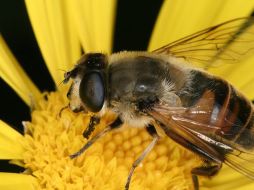 Las abejas se nutren de las flores que hay en la ciudad. ESPECIAL  /
