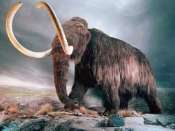 La raza de mamut lanudo fue la más común de esta especia. ESPECIAL  /
