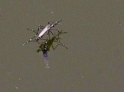 En este 2010 no se ha tenido la misma demanda ciudadana de atención por dengue en los nosocomios. ARCHIVO  /