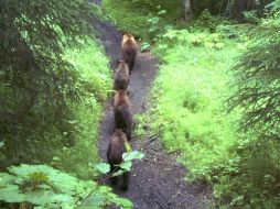La policía pensó en un comienzo que los animales podrían ser peligrosos. AP  /