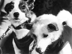 Las perras, que viajaron acompañados por 40 ratones, dos ratas y plantas, ofrecieron a su regreso una rueda de prensa. ESPECIAL  /