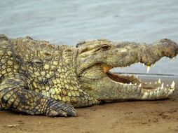 Por medio de dos fotografías con huesos de pollo para cada una, el animal escogió la imagen de Gillard. ESPECIAL  /