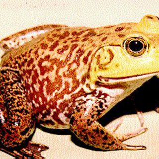 Crían ranas nutritivas en Estado de México