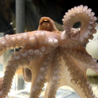 Paul está de regreso