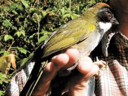 Diferentes especies de aves se pueden admirar en Las Palmas, Jalisco.  ESPECIAL  /