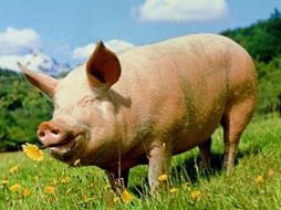 Organizadores del evento tomarán sus previsiones para el próximo año. ESPECIAL  /