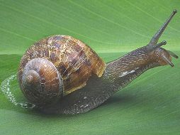 ''Mini'' arrastró una lata de 230 gramos de pimientos a lo largo de 142 milímetros. ESPECIAL  /