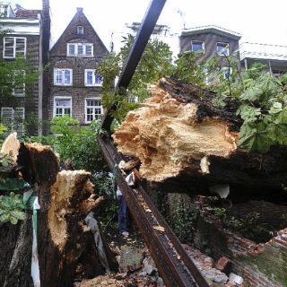 Fuertes vientos derriban el árbol que inspiró a Ana Frank