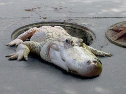 El caimán le dió un gran susto a los vecinos del barrio de Queens. ESPECIAL  /