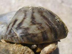 La proliferación de estos animales podría alterar el ecosistema de la región. ESPECIAL  /