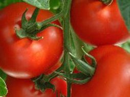 El jitomate tuvo el alza más importante. ESPECIAL  /