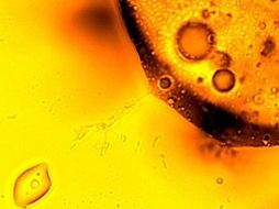 Los microorganismos juegan un rol importante en las consecuencias medioambientales . REUTERS  /