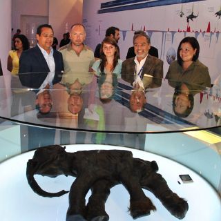 Llega a Expo Bicentenario cría de mamut momificado