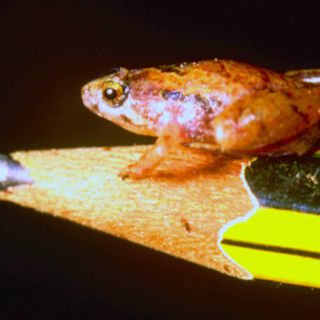 En Malasia el anfibio más pequeño del mundo