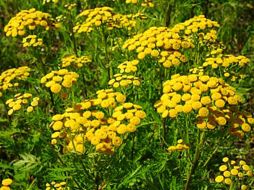 Este mecanismo de las plantas las ayuda a equilibrar su metabolismo. ESPECIAL  /