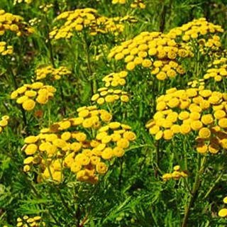 Estudian el funcionamiento del reloj interno de las plantas