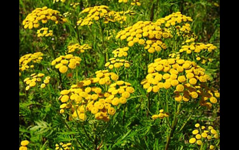 Este mecanismo de las plantas las ayuda a equilibrar su metabolismo. ESPECIAL  /