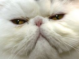 La mujer desató una campaña de odio en internet tras ser sorprendida tirando un gato vivo a la basura. AFP  /