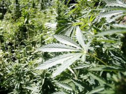 La decisión fue tomada a raíz de la campaña a favor de la legalización de la marihuana en EU. S.NÚÑEZ  /