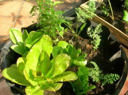 Se puede mejorar la calidad de los vegetales y hortalizas, cultivándolos en casa. ESPECIAL  /