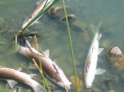 Autoridades recomendaron no comer los peces muertos como una medida sanitaria. ELMUNDO.ES  /