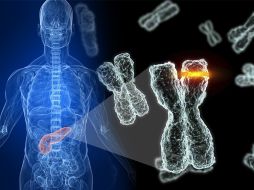 La investigación fue apoyada por el Fondo Mixto del Conacyt y el estado de Guanajuato.  /