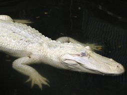 La familia encontró al reptil en una poza de arroz. ESPECIAL  /