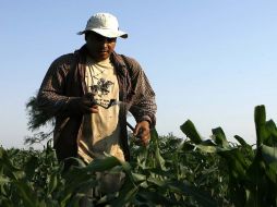 Para este año, el sector rural dispone de un presupuesto de alrededor de 900 millones de pesos. ARCHIVO  /