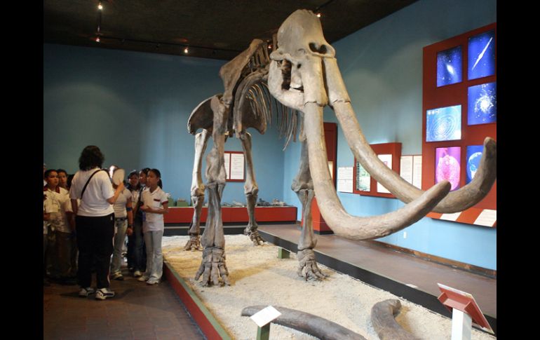 El mamut, uno de los más grandes atractivos del Museo Regional. ESPECIAL  /