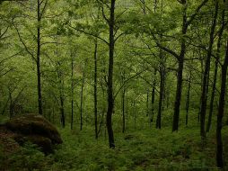 Se crearán estrategias para ayudar a los países en desarrollo a reducir su degradación forestal. ESPECIAL  /