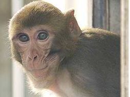 Al parecer, el mono va ganando la batalla. ESPECIAL  /