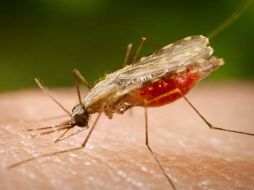 En la imagen un mosquito principal portador y modo de contagio del padecimiento. ESPECIAL  /