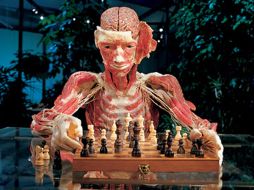 En esta exhibición se muestran al público varios sistemas del cuerpo humano. ESPECIAL  /